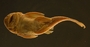 Pseudancistrus pediculatus 27 mmSL FMNH 58565 ventral